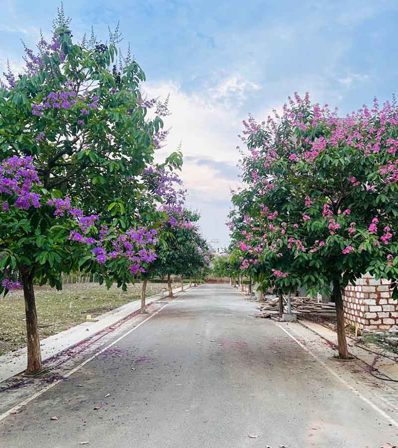 Sanria Team 4 - Tamarind Grove